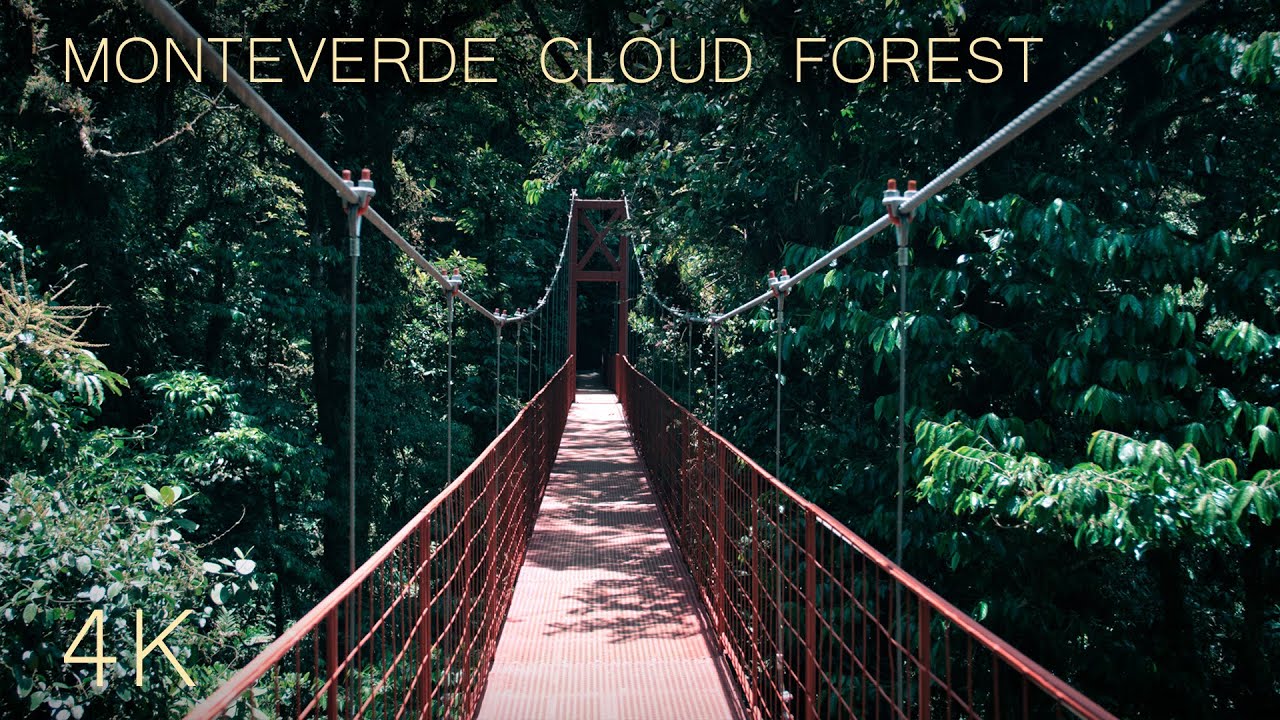 Exploring a rare sacred forest | Monteverde Cloud Forest, Costa Rica | 4K ASMR