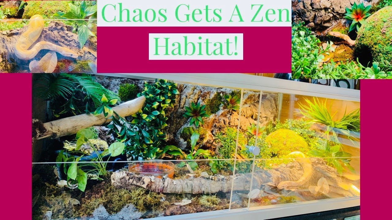 Ball Python Naturalistic Setup (Zen Habitats)