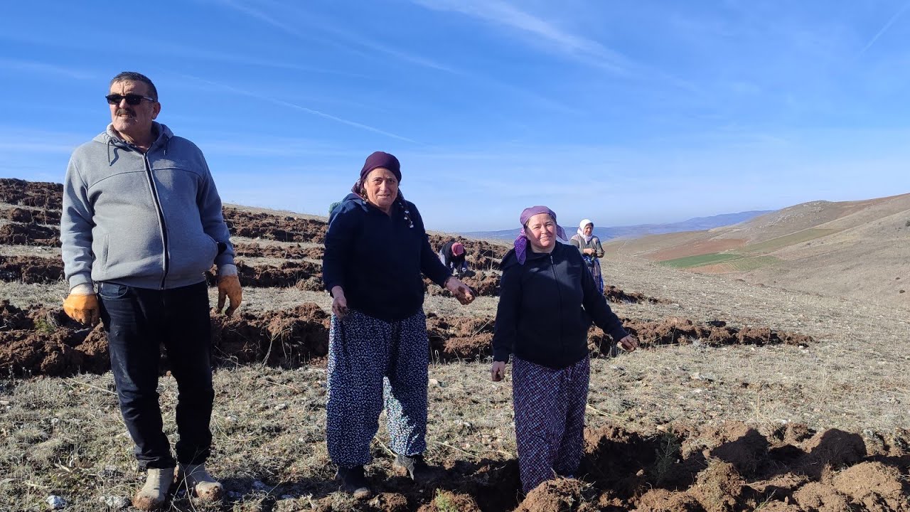 Zile Karşıyaka köyünde orta tepeye çam dikiliyor 20260205 2