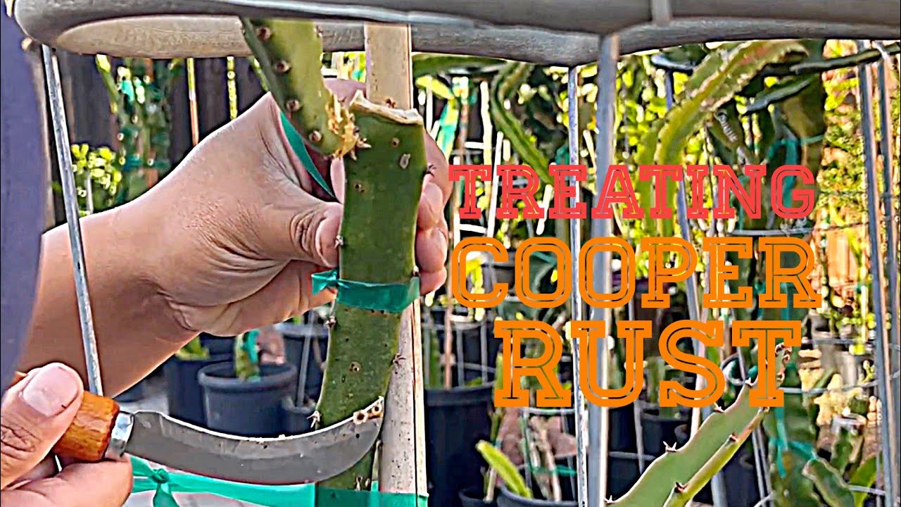 How to Treat Cooper Rust Dragon Fruit Plant?