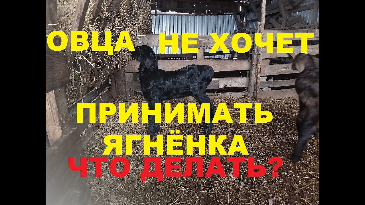 Овца не принимает ягненка. Что делать? Как подсунуть овцам чужих ягнят. Мясное овцеводство.