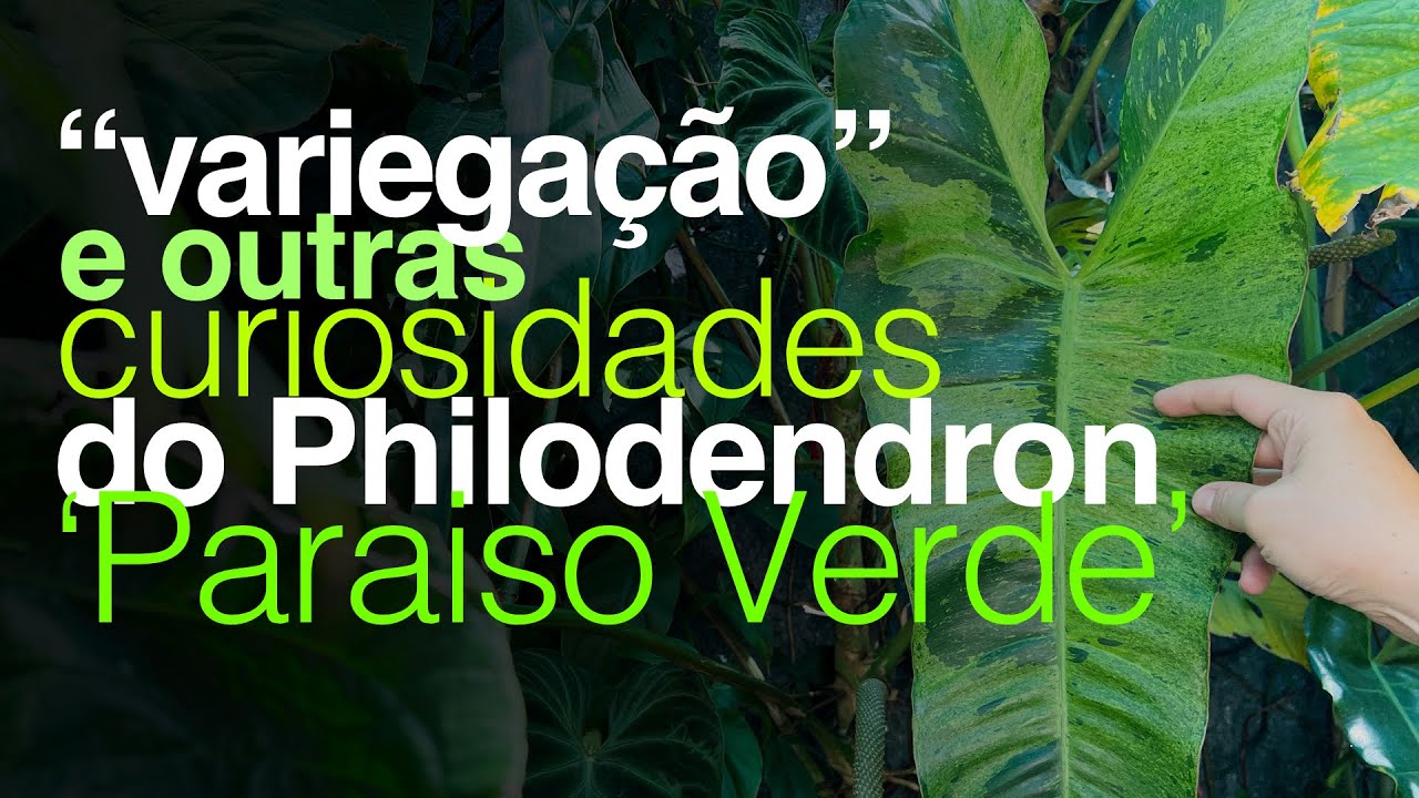 Como Estimular a 