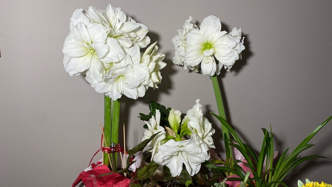 Amaryllis , Lirios o Azusenas  Dobles Blancas Que belleza!!!