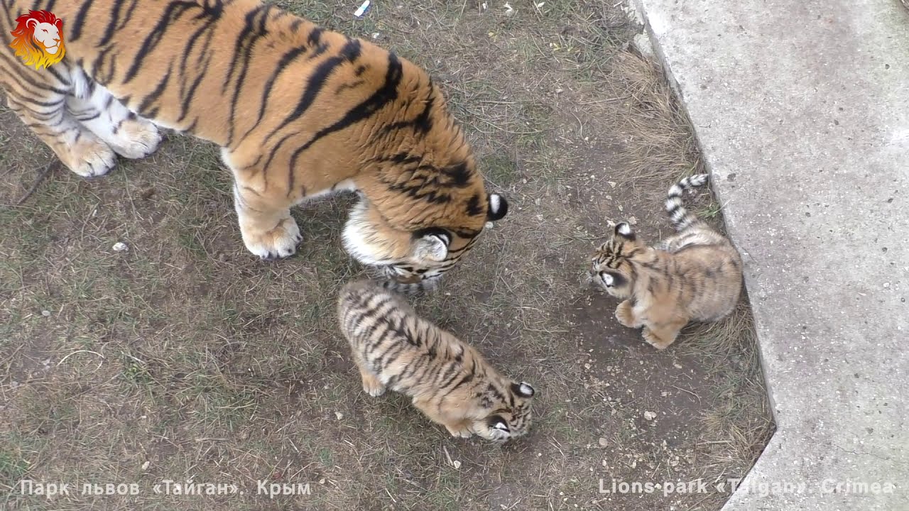 Жадный тигр Скиф забрал мясо у детей. Архив. Тайган. Tiger Skif took away meat from children.