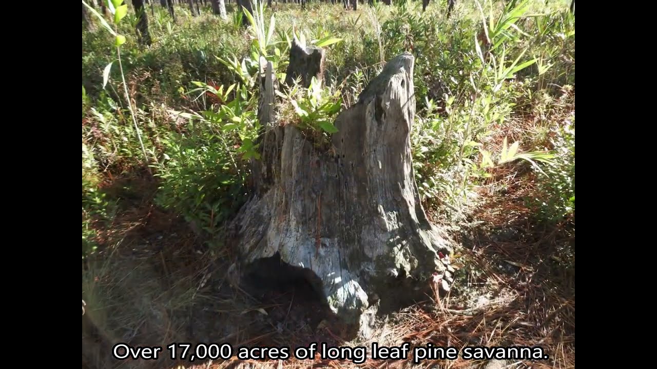 St. James Green Swamp tour 11 02 23