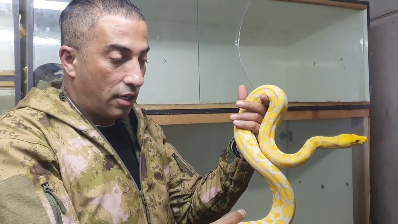 كيف نقوم بانتاج الاصلات و طفرات الافاعي  و كيف نتتبع الامور مع جمال العمواسي