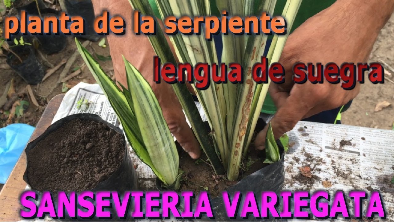 Reproducción de la planta lengua de suegra,  espada de San Jorge (Sansevieria Variegata)