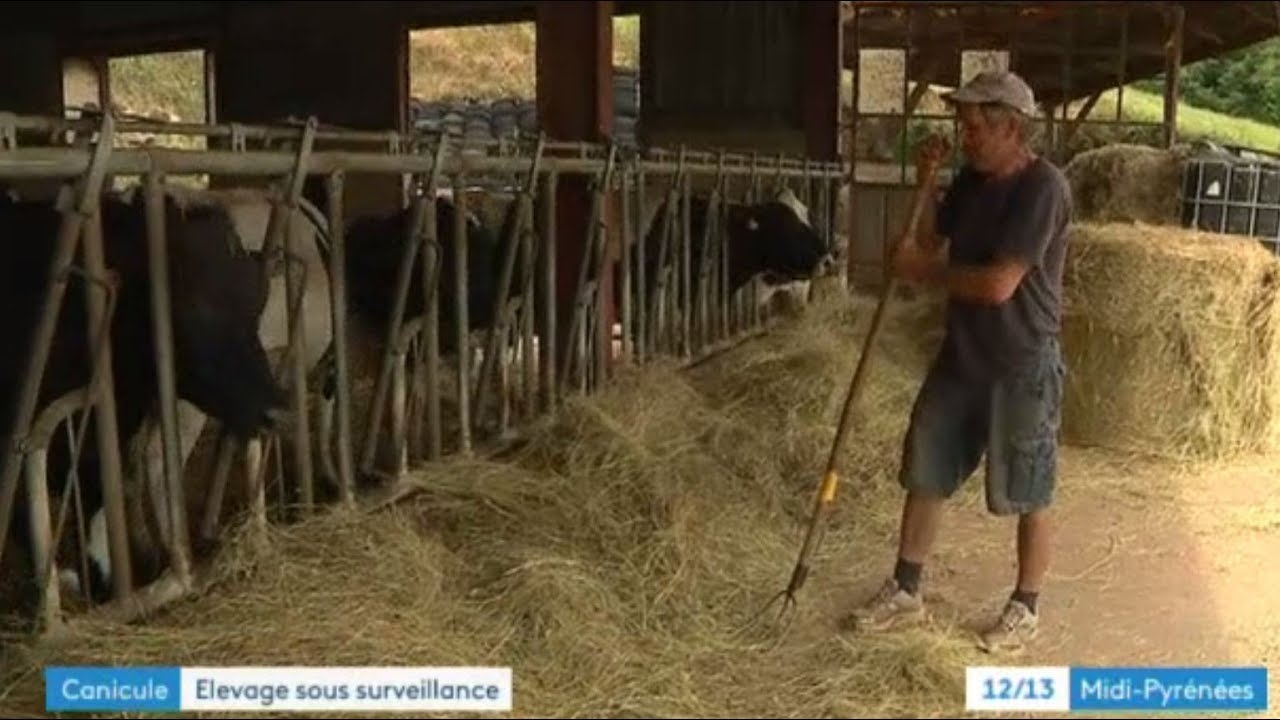 Canicule : &eacute;levage sous surveillance dans l'Aveyron