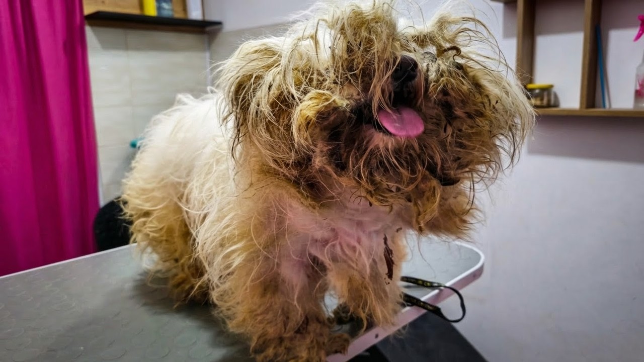 This Dog Was TRAPPED In His Own Fur! (Shocking Transformation)