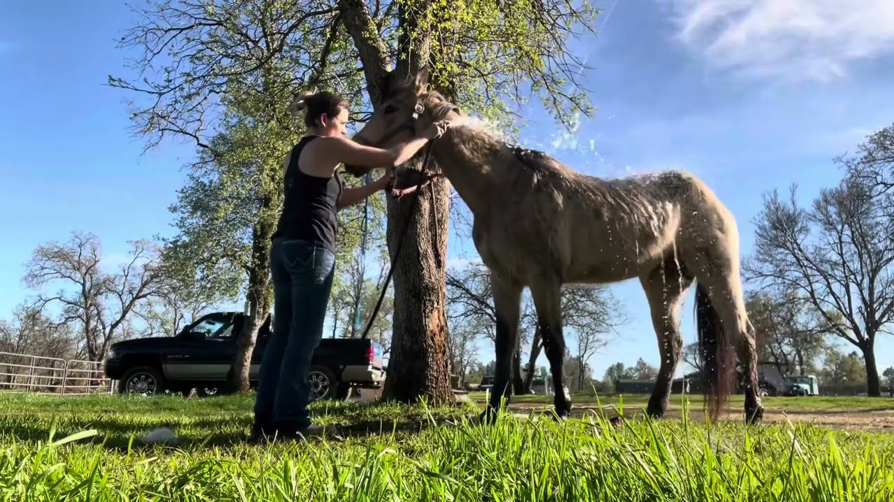Let’s give Della Twist a bath!