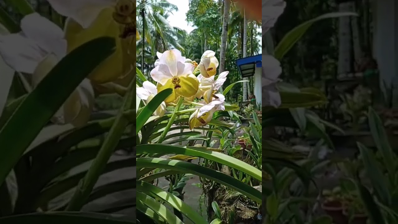 my kind of vanda strapleaf 