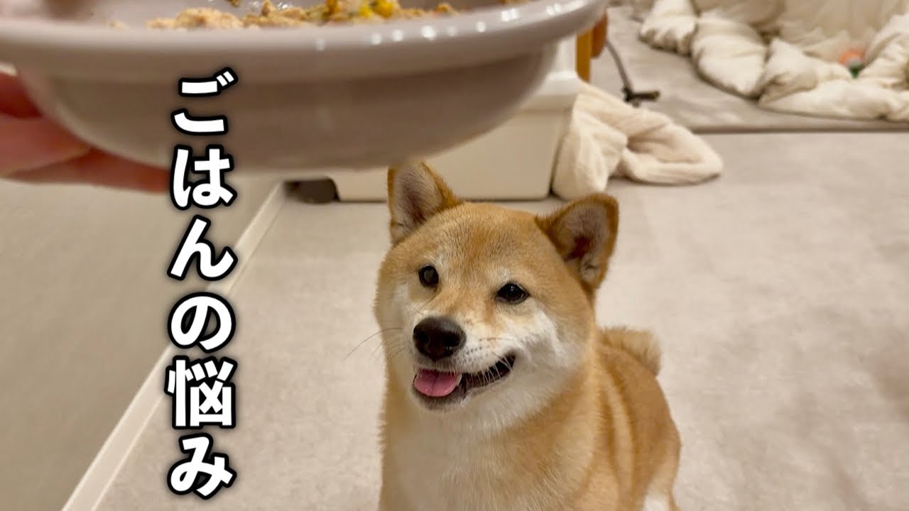 富くんのごはんについて悩んでいることがあります