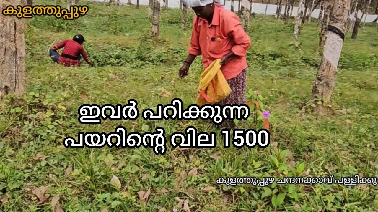 വിശ്വസിക്കാൻ പറ്റുന്നില്ല ഈ പയറിനെ 1500 വിലയുണ്ടെന്ന് നമ്മുടെ പുരയിടങ്ങളിൽ കാണുന്നത് കാണും ഇത് #ktr 