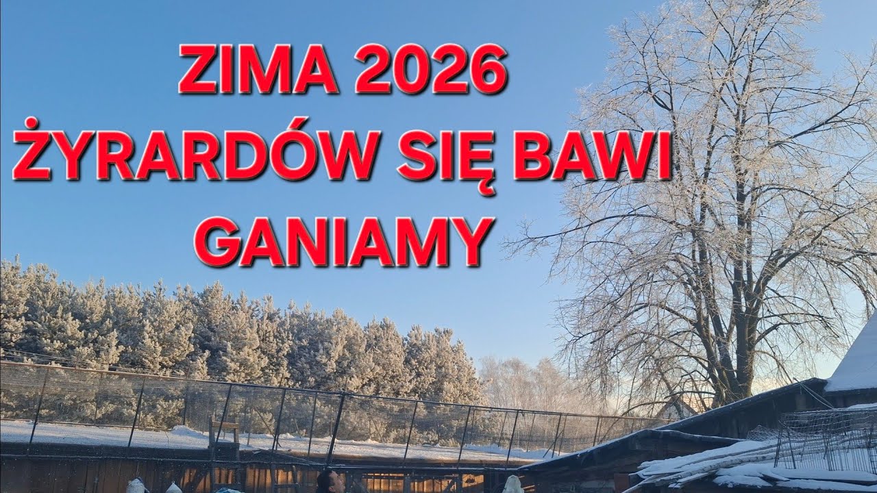 ATAK JASTRZĘBIA I PO GOŁĘBIACH 2026 ŻYRARDÓW 