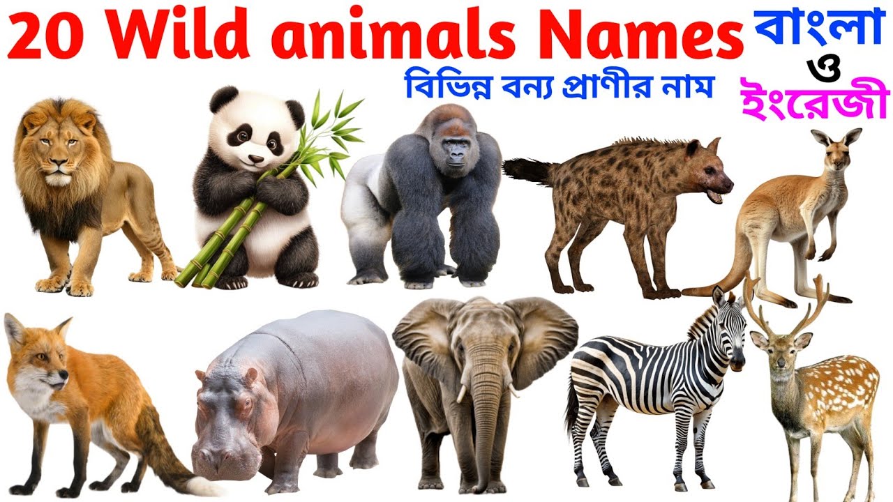 20 Wild animals Name for kids 🐆🐅🐴 বন্য প্রাণীর নাম | kids learning and educational video, nursery GK