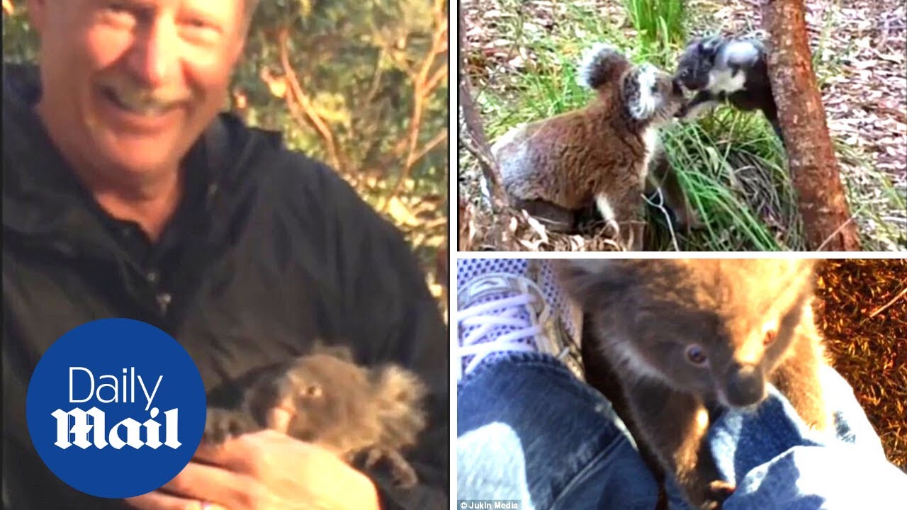 Lost baby koala clings to man's leg before finding mother - Daily Mail