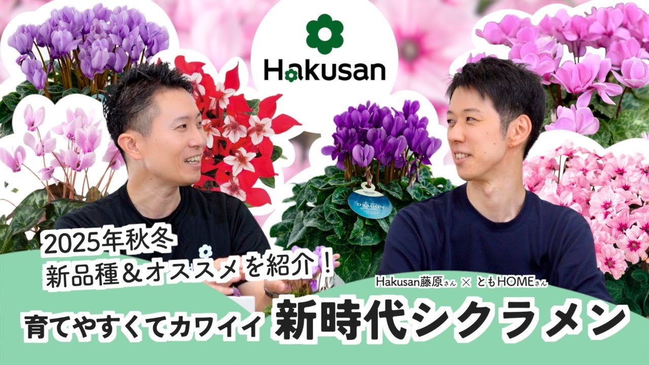 最新シクラメン品種紹介 2025