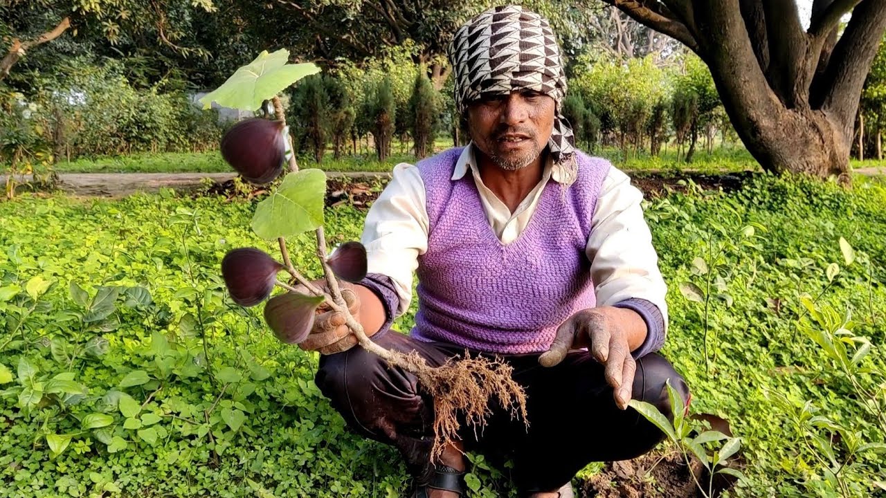 माली ने बताया नर्सरी सीक्रेट ऐसे आएंगे अंजीर और कटिंग से ऐसे करो तैयार Fig grow from cutting