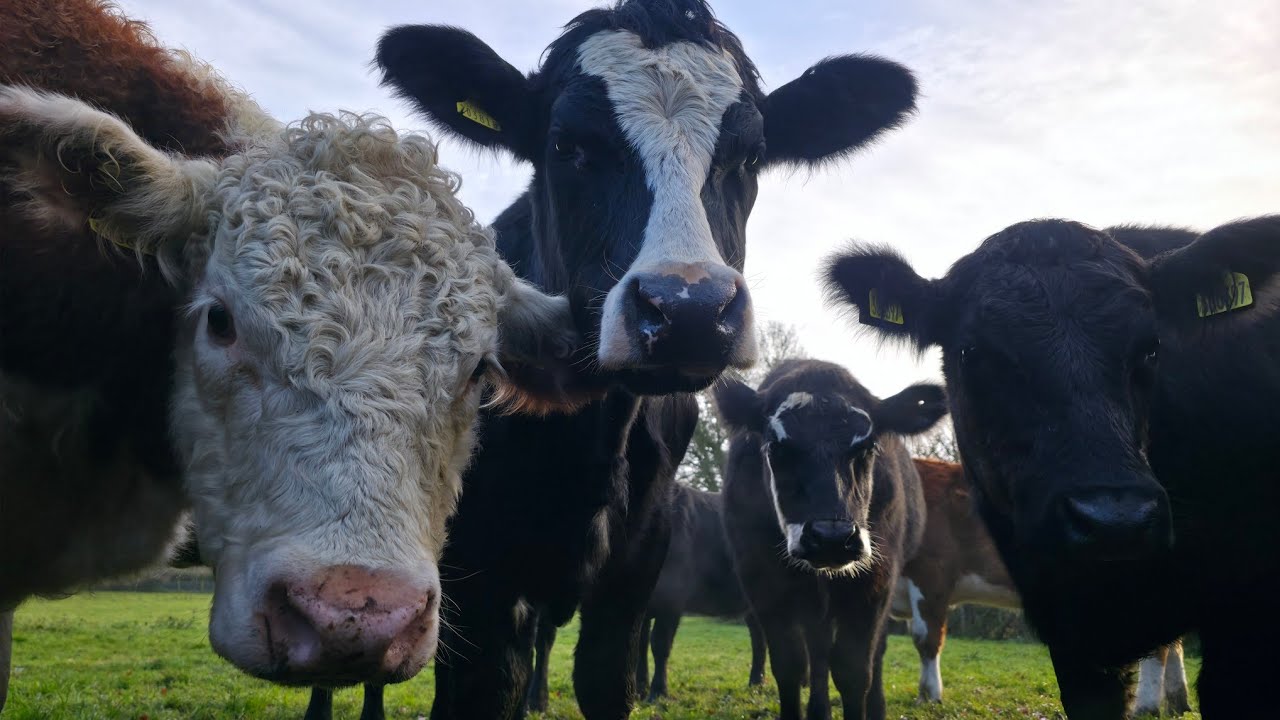 Naughty Cows 🐮 escaping and leaving their herd mates behind 😪