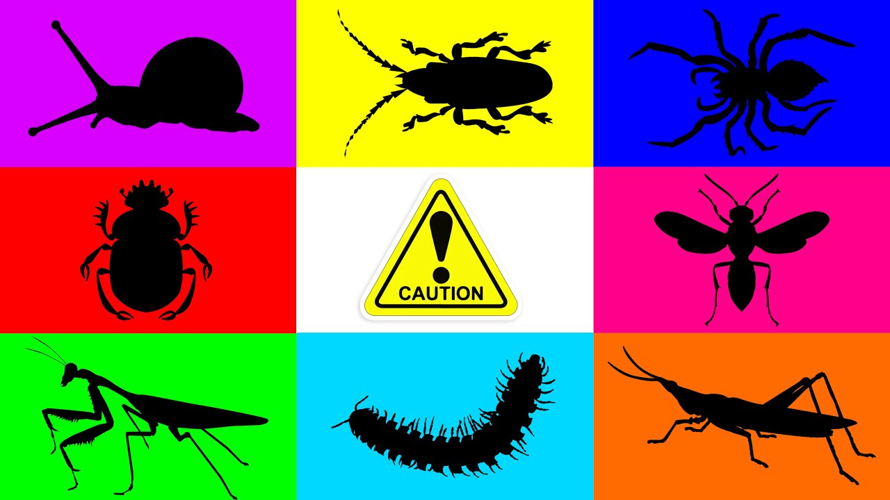 Insect: Mantis, Long Horn Beetle, Yellow Spot Millipede, Papper Wasp, Spider, Beetle, Grasshopper