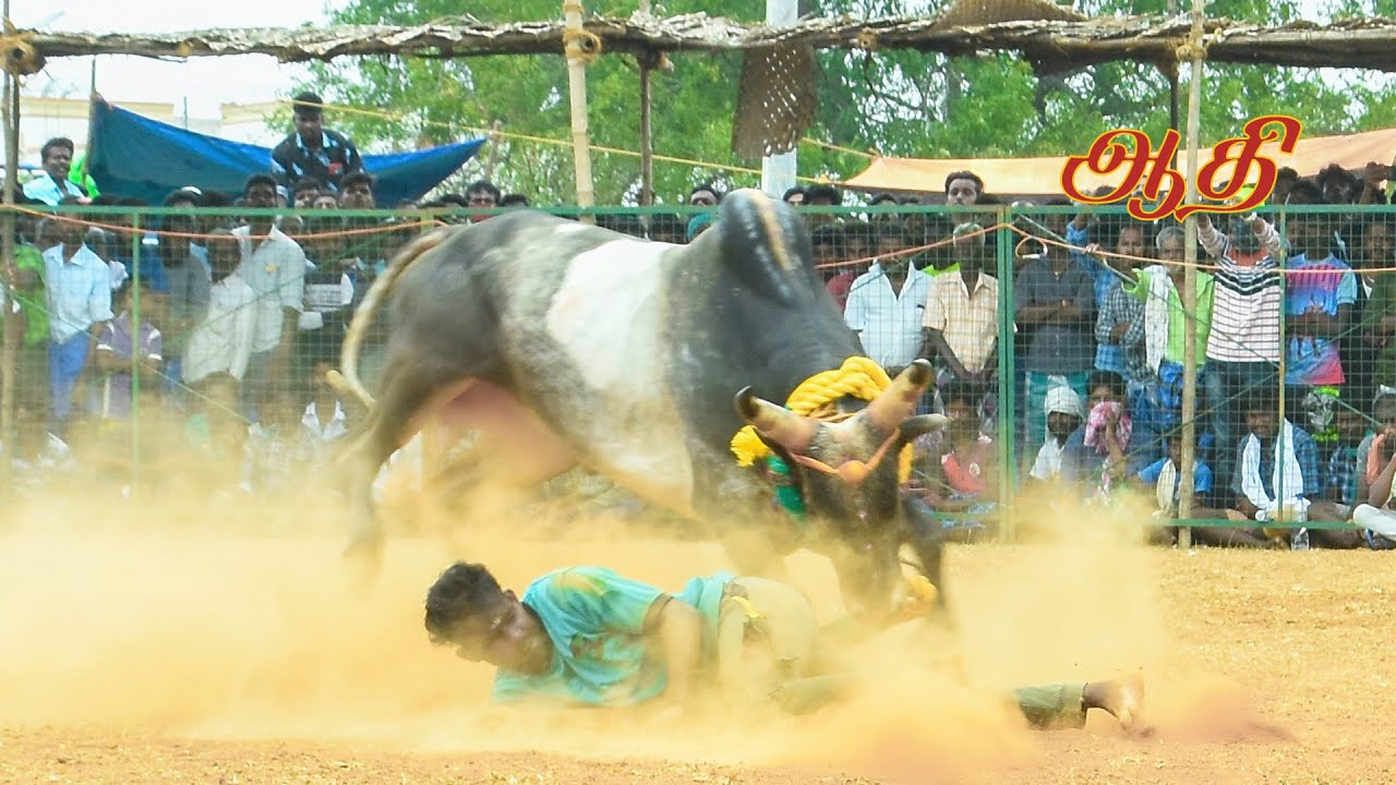 #ஆதினமிளகி_அய்யனார்_கோவில்_காளை🔥🔥🔥
