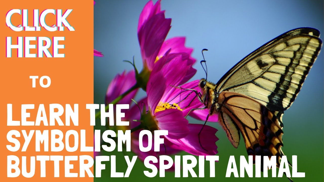 Butterfly symbolism and meanings | butterflies are spiritual messengers | What is your spirit animal