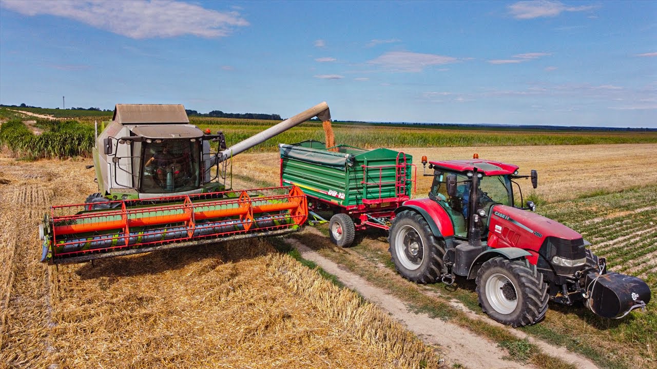 Żniwa 2022 ☆ Pszenica ☆ Claas ☆ New Holland ☆ 2x Case ☆ Daf ☆ Metaltech ☆ Steyr ☆ GR Fus ☆