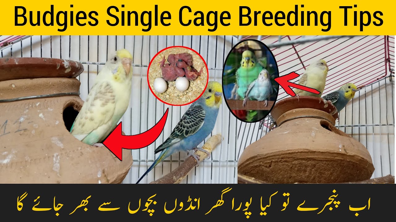 Budgies single cage breeding tips | chote cage me australian parrots se breed kasey len | budgies