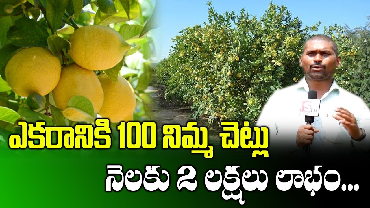 Lemon Cultivation || Farmer Success Story on Profitable Lemon Farming || SumanTV Rythu