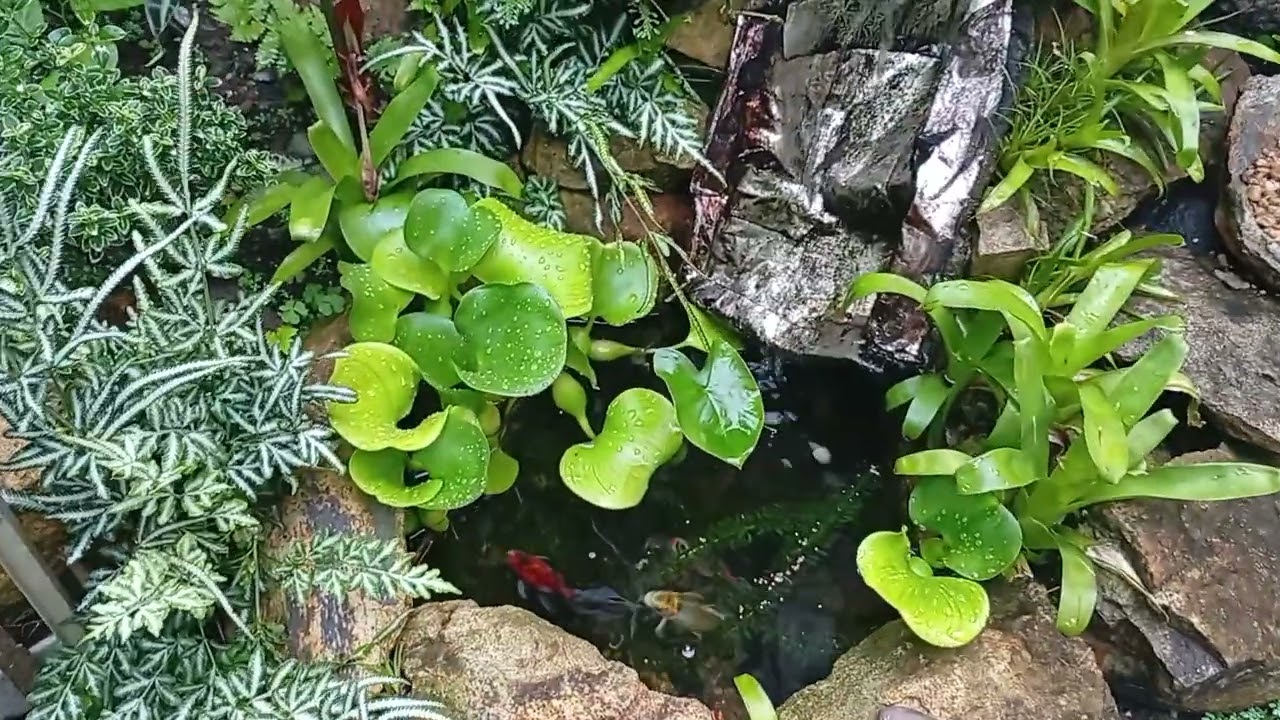 Evolução do jardim Zen.