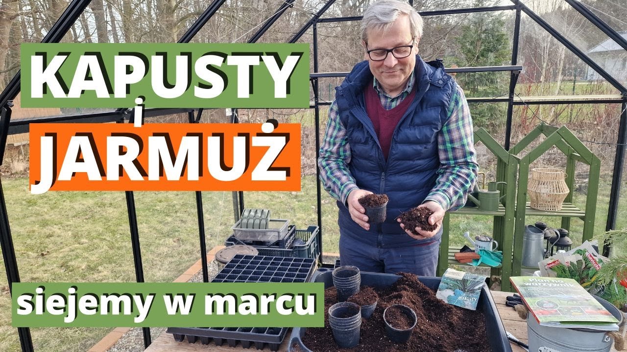 JARMUŻ i KAPUSTA na rozsadę. Jak siać i pielęgnować rozsadę jarmużu i kapusty.