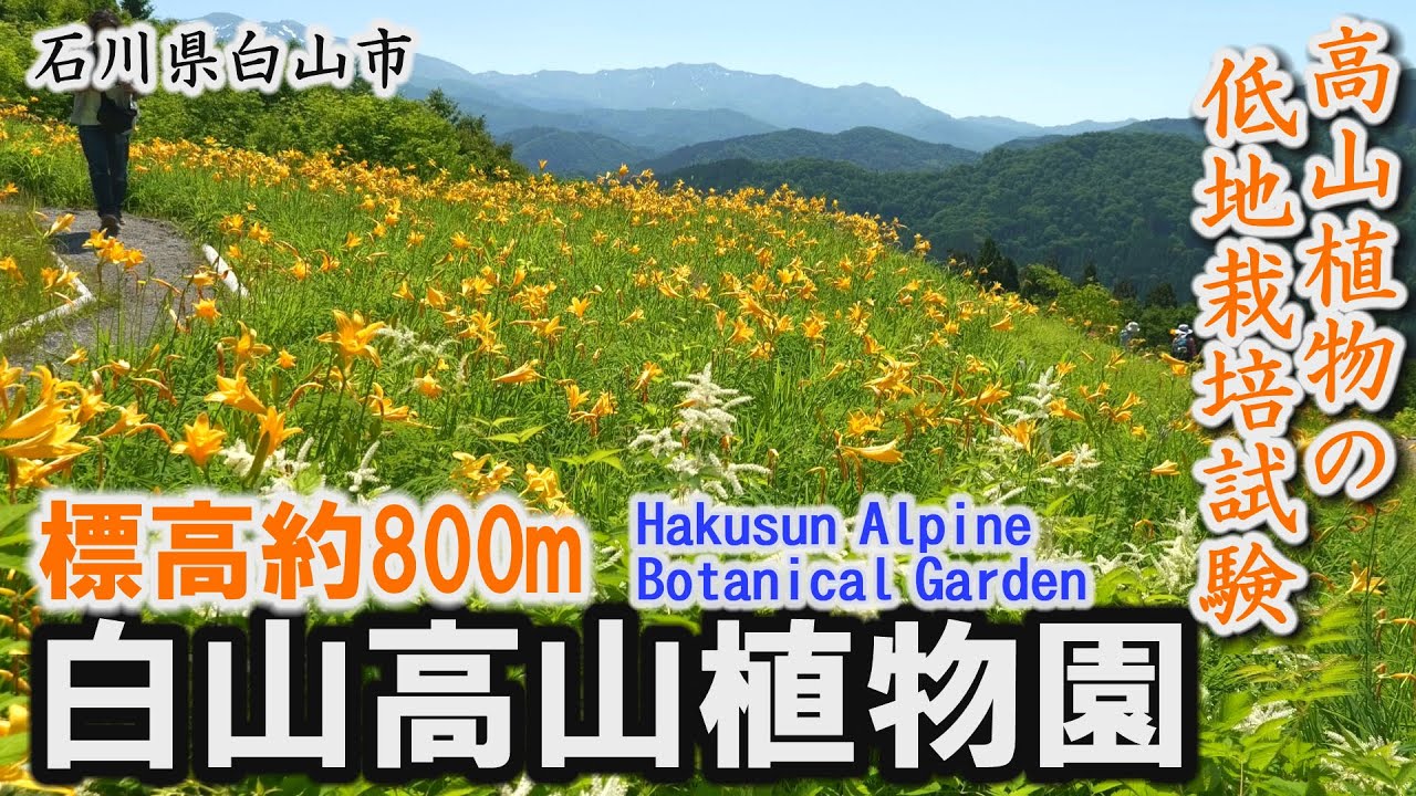 標高約800m「白山高山植物園」10万株のお花畑プロジェクト～白山市【動画紀行・石川県】Hakusun Alpine Botanical Garden