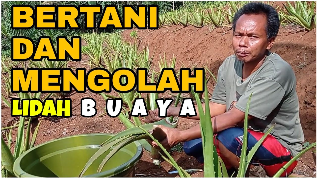Petani Kreatif Lidah Buaya | Mengolah Jadi Makanan dan Minuman Segar