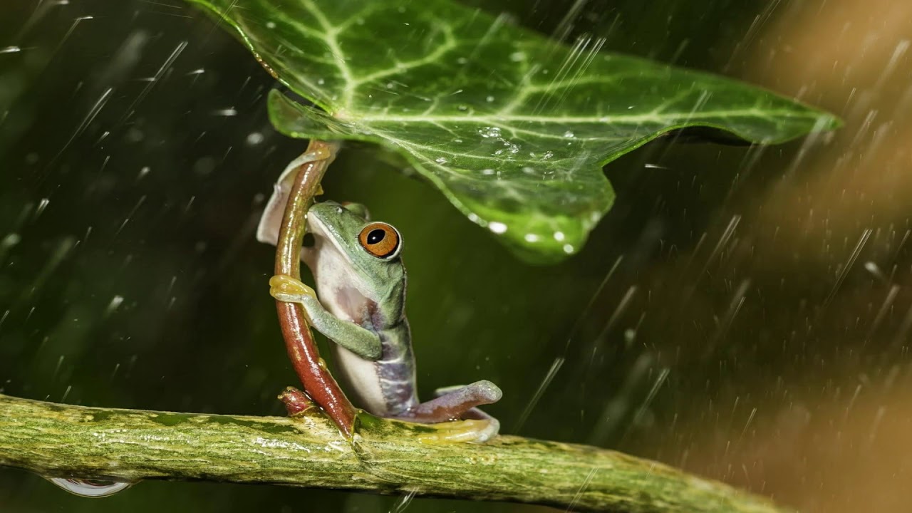 Sonido Natural para dormir con ranas de selva húmeda