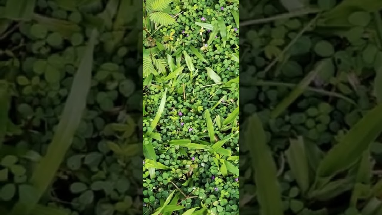 നിലമ്പരണ്ട 😍|Desmodium | Grona triflora| സത്യപുല്ലു😄 #plantlovers #plantlife #plant #plantation
