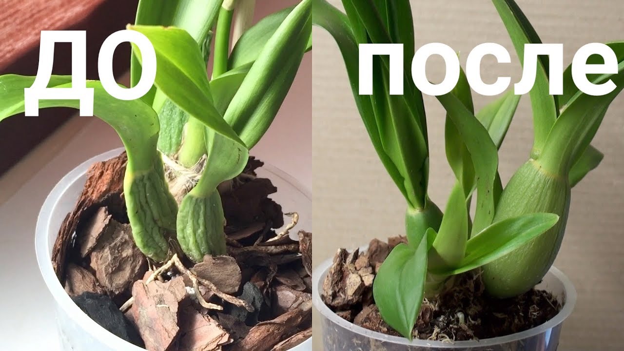 НАРАЩИВАНИЕ КОРНЕЙ ОРХИДЕЕ за лето ВЫРОСЛИ новые БУЛЬБЫ