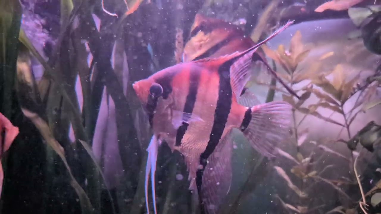 Manacapuru Skalare laichen ab im Südamerika Aquarium 