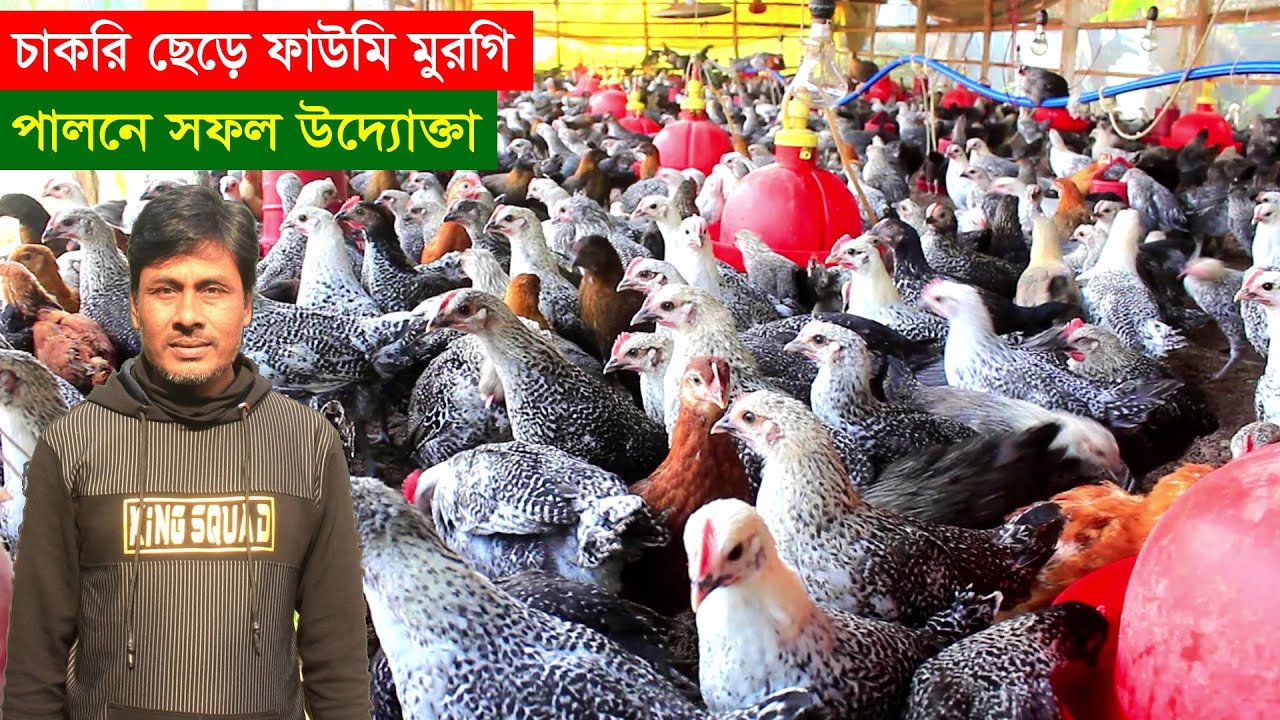 চাকরি ছেড়ে ফাউমি মুরগি পালনে সফল উদ্যোক্তা নাটোরের শাহ আলম ভাই | মুরগি পালন পদ্ধতি | Chicken Farms.