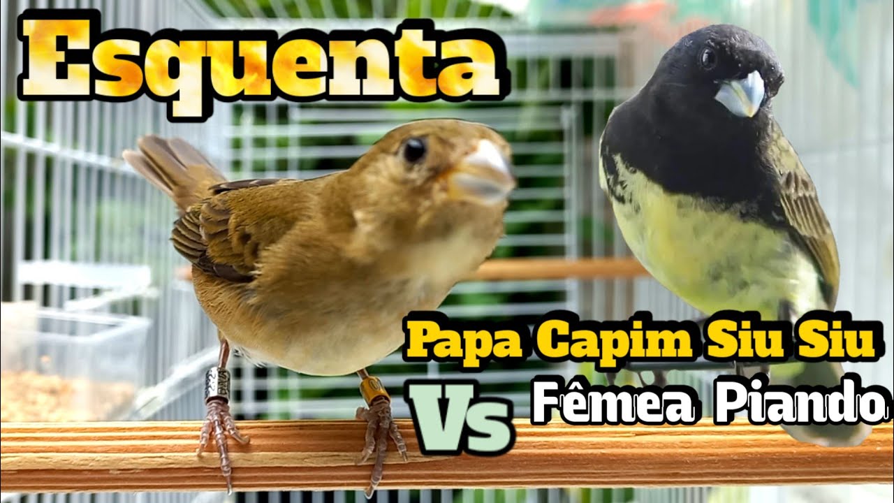 Papa-capim siu siu viviti canto sil sil E fêmea piando ESQUENTA coleiro 