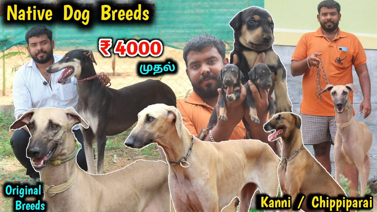கன்னி /சிப்பிப்பாறை / Kombai | Top Quality Native Breeds | Puppies for sale , giant dogs, Eagletwist