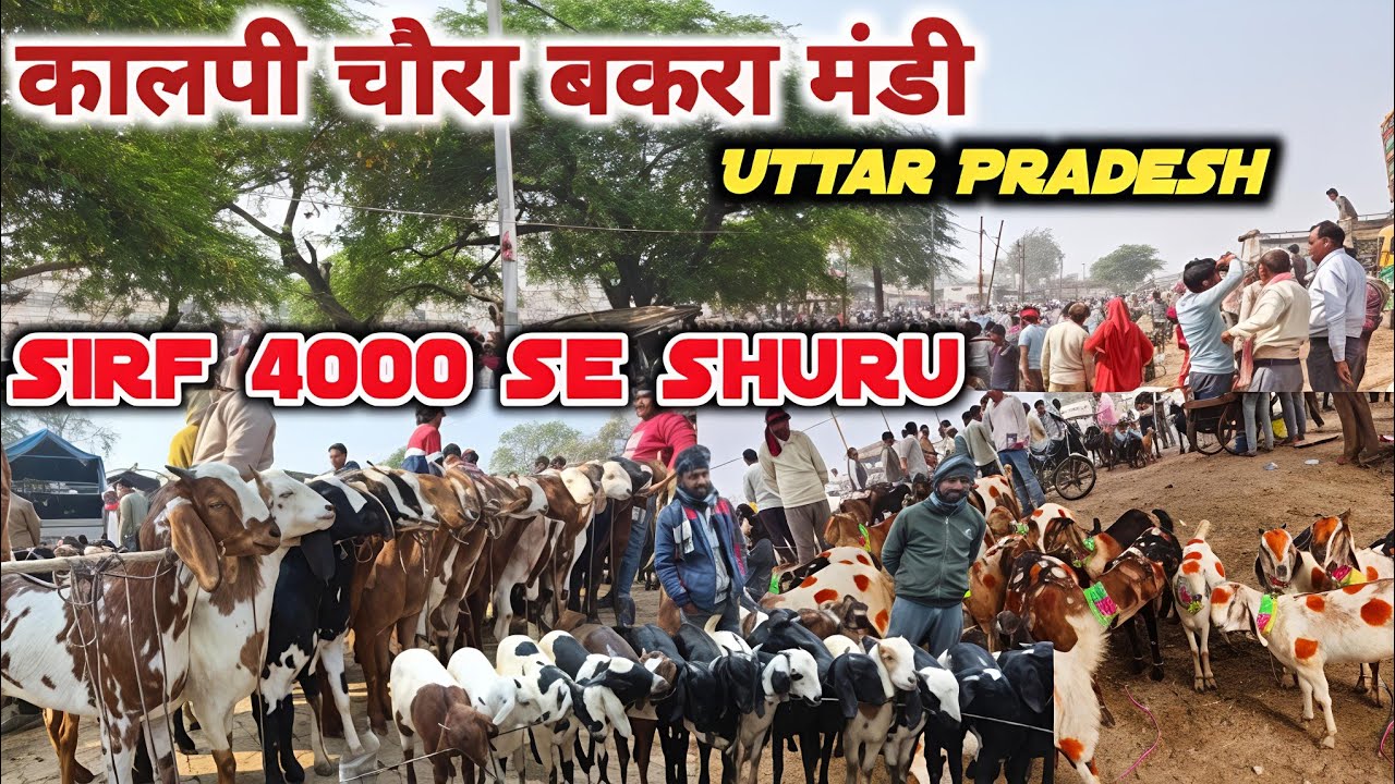 Kalpi Bakra Mandi | कालपी चौरा बकरा मंडी उत्तर प्रदेश बेहतरीन क्वालिटी में पालने वाले बच्चे #goat