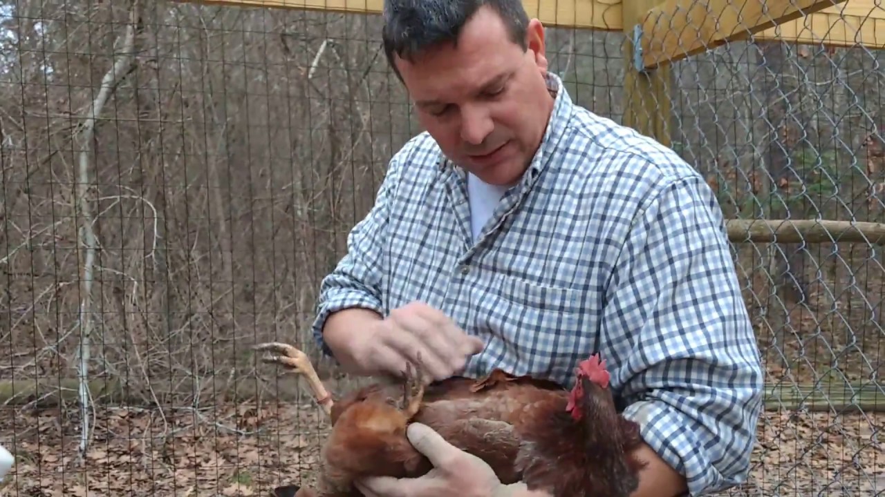 Treating red mites (chicken mites) in the coop and on the chickens.
