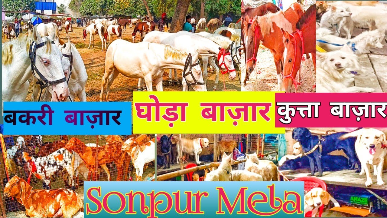 घोड़ा बाज़ार ! कुत्ता बाज़ार ! बकरी बाज़ार !  सोनपुर मेला ! HORSE MARKET ! DOG market !GOAT MARKET !