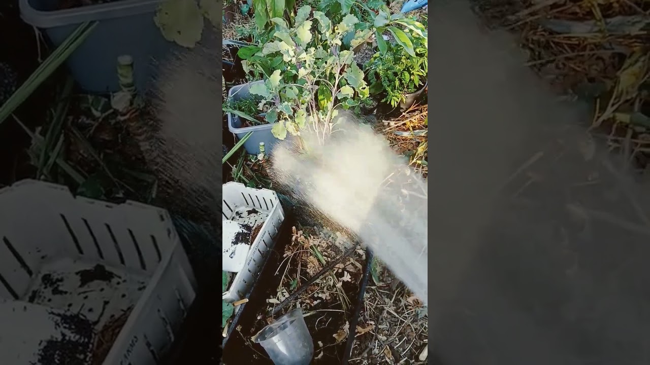 watering my purple tree collard and baby yucca plants #watering #mybackyardgarden