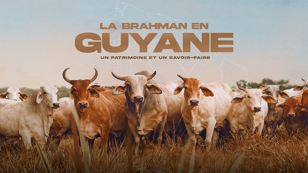 La Brahman en Guyane : Un patrimoine et un savoir-faire !