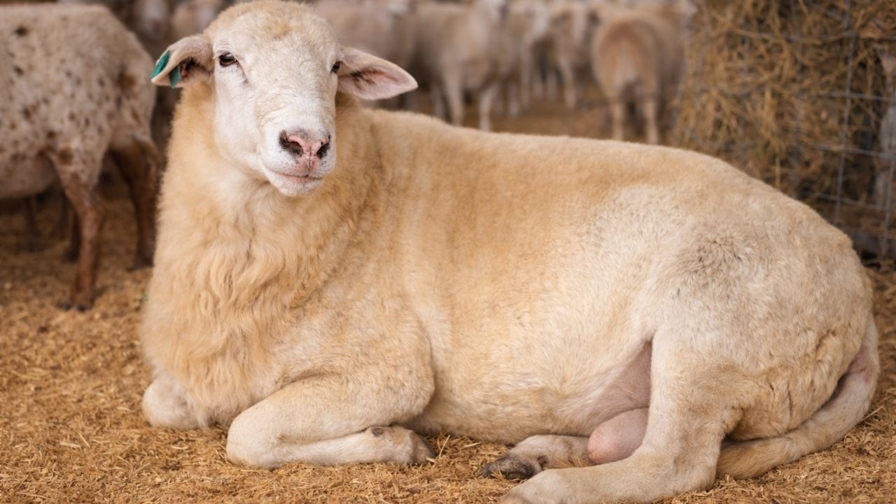 Ovejas Katahdin 🤯 Origen Características Usos Adaptabilidad y Resistencia