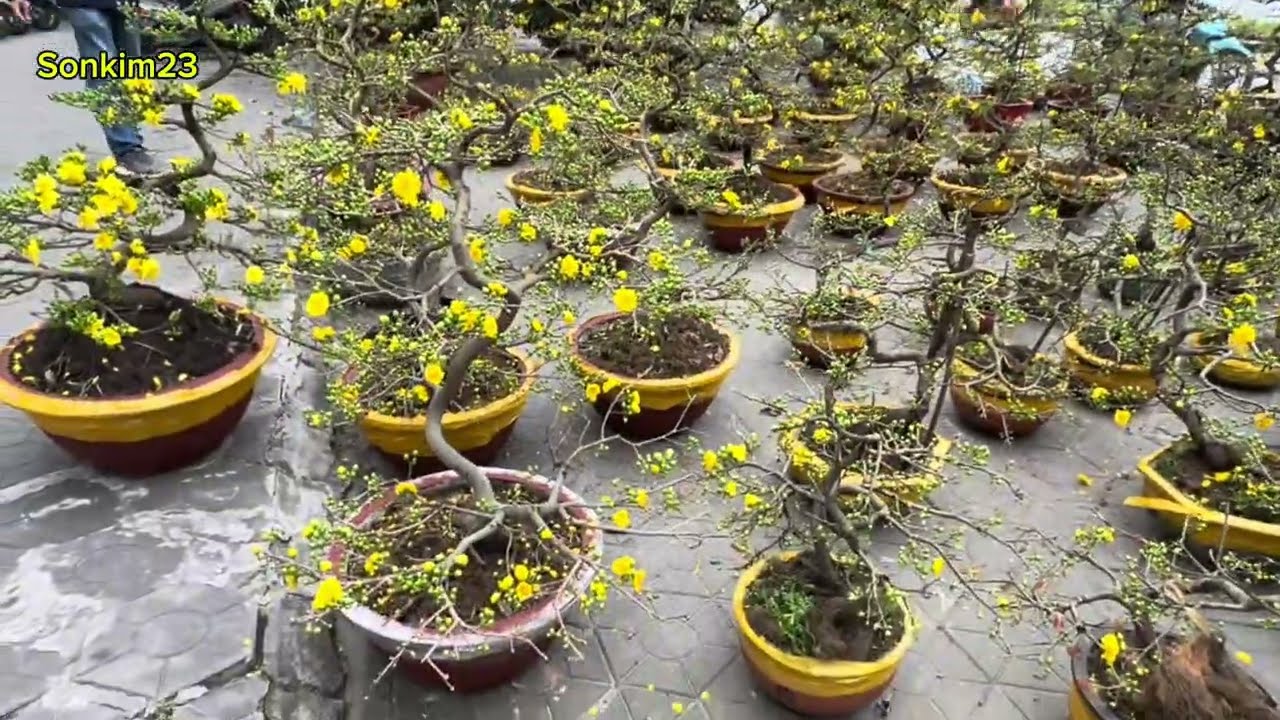 Chợ cây cảnh , trái cây Tết ở Lê Hồng Phong , Hải Phòng . Mai , đào đẹp mê hồn . Sonkim23