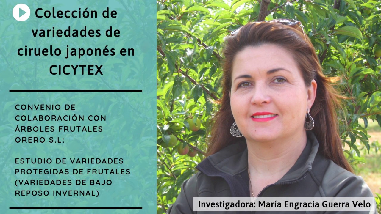 Experimentación en variedades protegidas de ciruelo japonés (CICYTEX/ARBOLES FRUTALES ORERO)