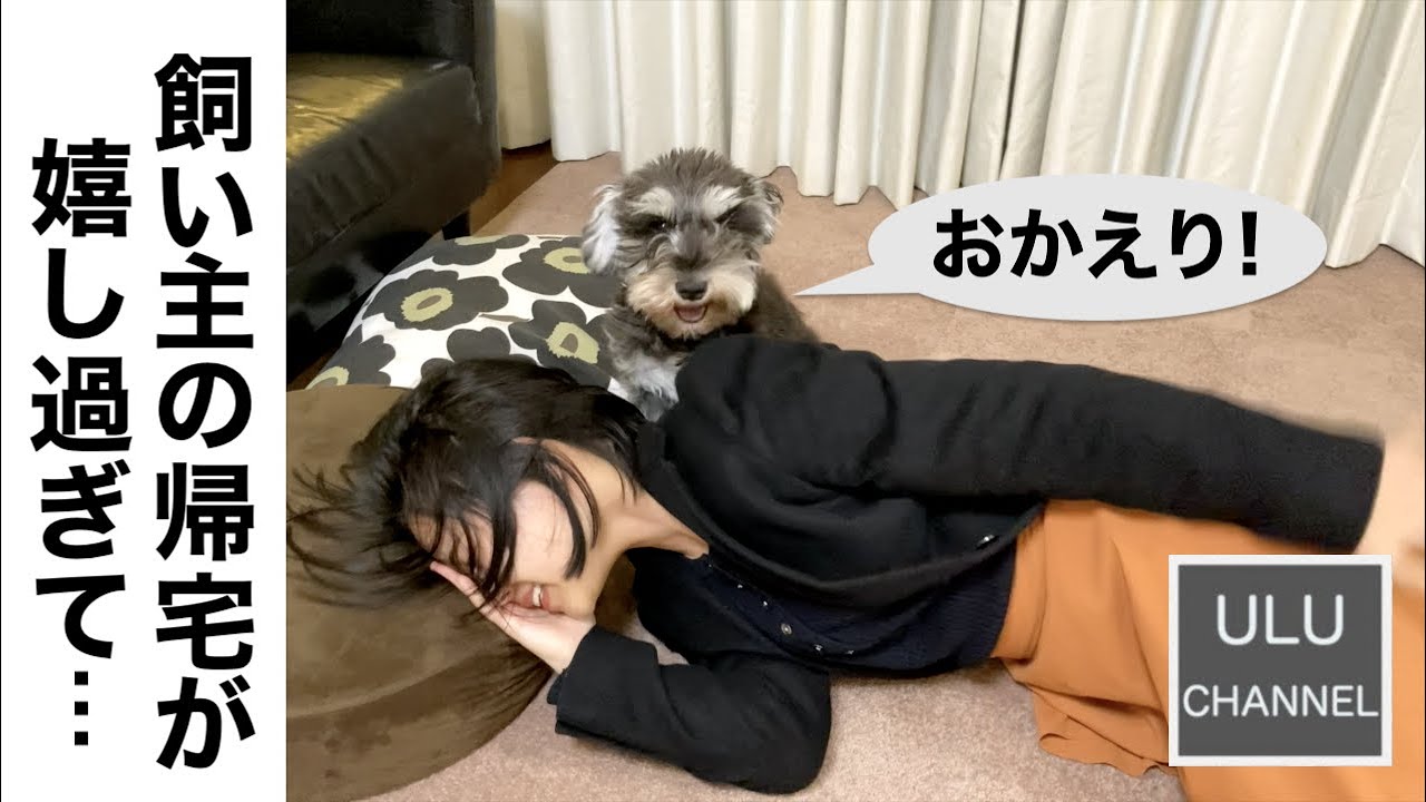 愛犬の愛情表現が独特過ぎる【ミニチュアシュナウザー】