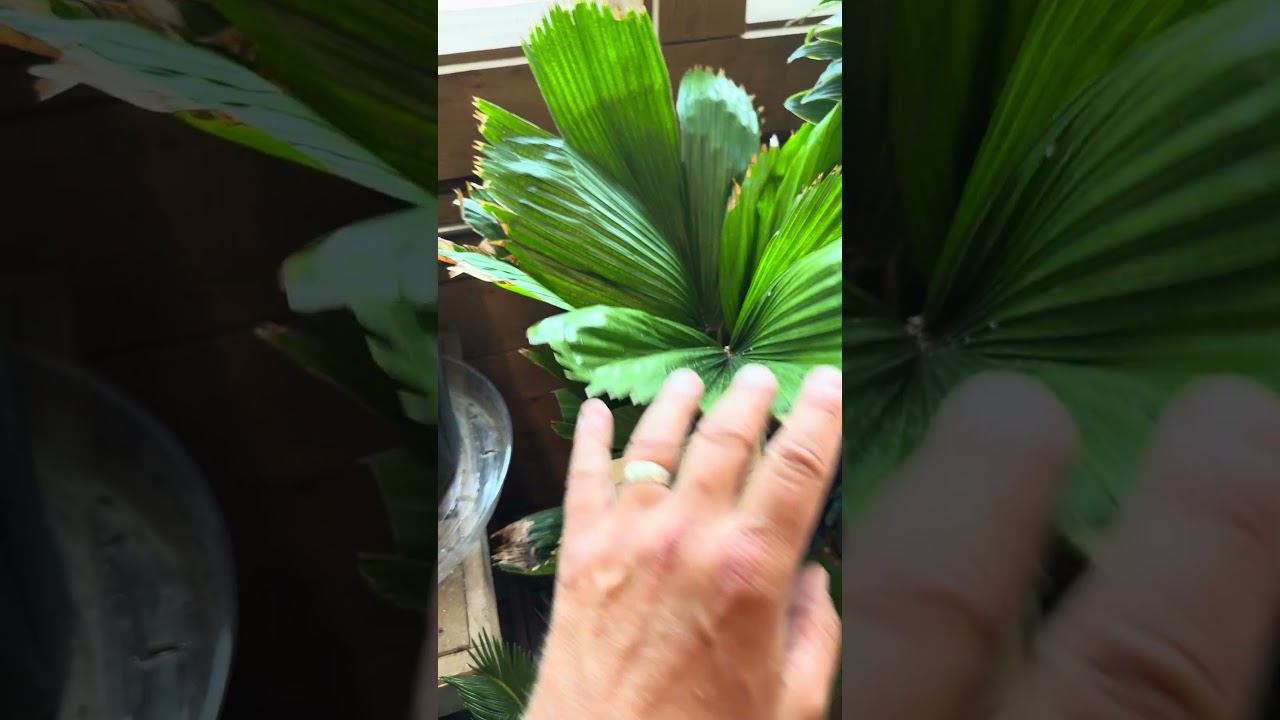 This is why you don&rsquo;t buy Palms at GardenWorks&hellip; 😩 #palms
